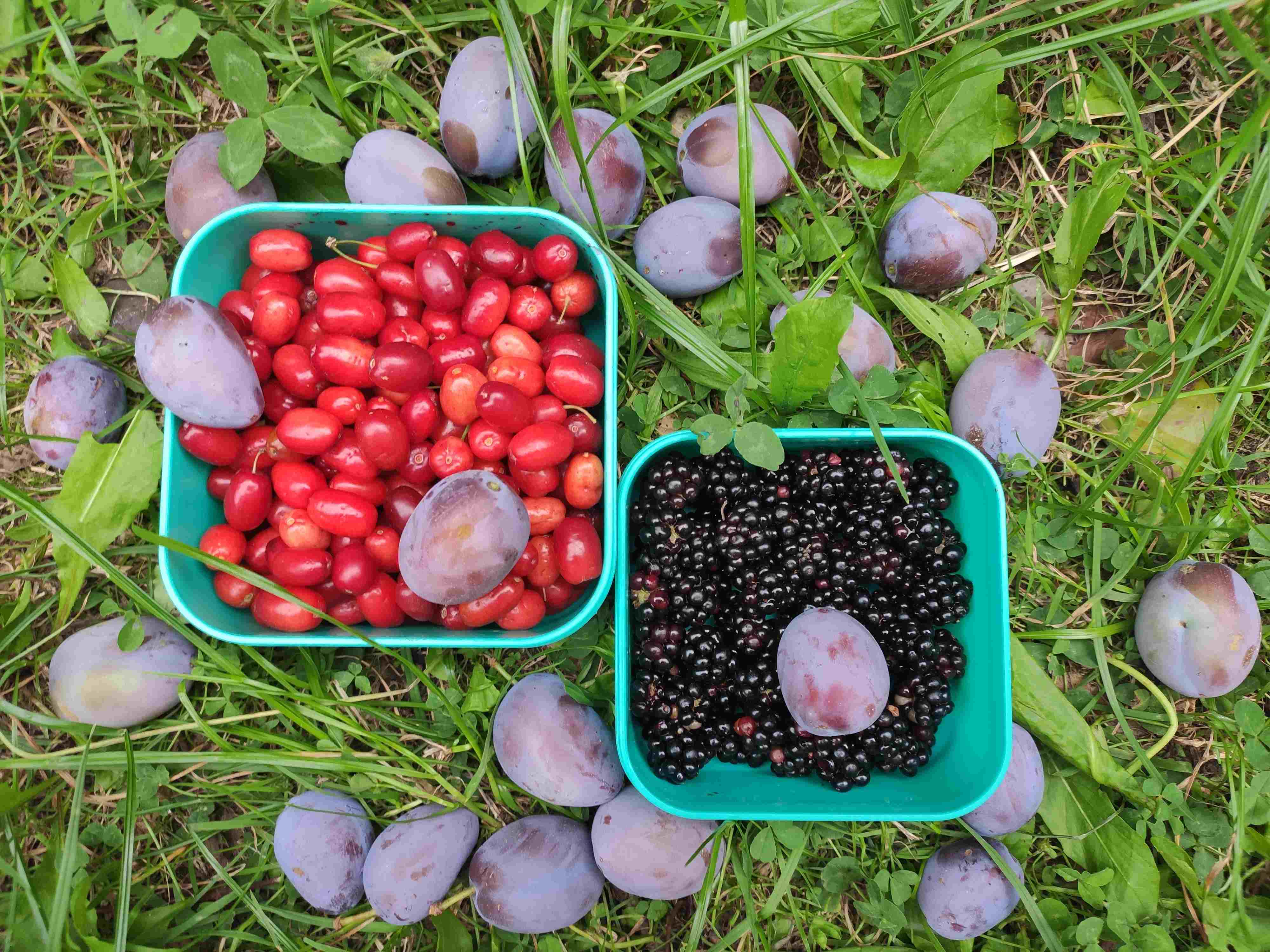 Map of public fruit trees, bushes, herbs and nuts