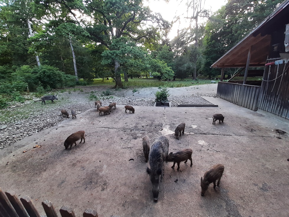 wild pigs