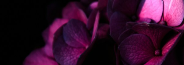 banner_yana_varf